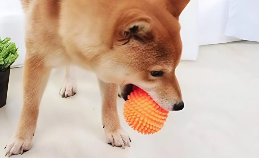 Jag hittade den här saken i garderoben i vårt nya hus och jag blev förvånad över att upptäcka vad det var